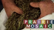 Prairie Mosaic 1204