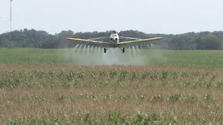 Crop Dusting - Flying Low to Grow