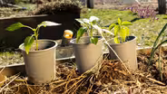 Greenhouse to Garden: How to Harden Off Your Plants