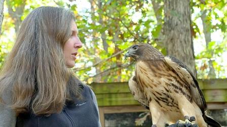 Video thumbnail: Untamed Animal Ambassadors