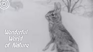 Wisconsin’s Rabbits and Hares
