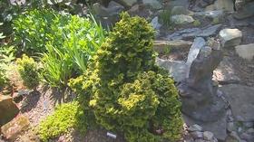 Video thumbnail: Volunteer Gardener Volunteer Gardener 2746