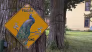 Mr. and Mrs. Peacock
