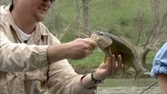 New River Smallmouth Bass