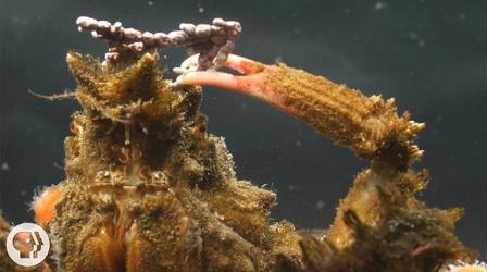 Video thumbnail: Deep Look Decorator Crabs Make High Fashion at Low Tide