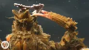 Decorator Crabs Make High Fashion at Low Tide