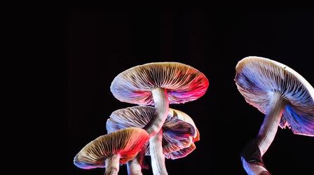 Video thumbnail: NOVA Can Psychedelics Cure? Preview