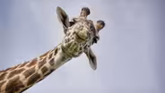 Nature's Biggest Beasts Preview