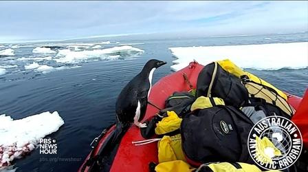 Video thumbnail: PBS NewsHour A curious penguin joins scientists for a cold-water cruise