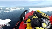 A curious penguin joins scientists for a cold-water cruise