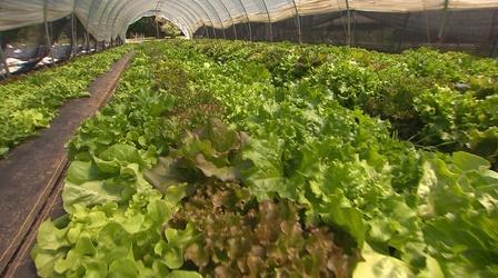 Video thumbnail: Volunteer Gardener Volunteer Gardener 3011