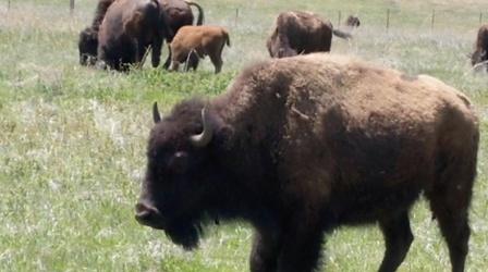 Video thumbnail: Almanac Gov. Walz live, Prince concert on PBS, bison restoration