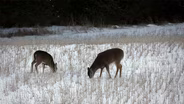 Deer regulations, Sturgeon guarding