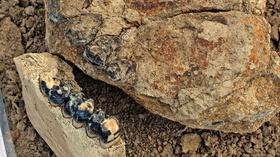 Video thumbnail: NOVA Mammal Fossils Fill in Missing Piece of the Timeline of Life