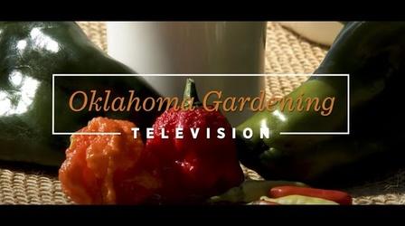 Video thumbnail: Oklahoma Gardening 4917: Oklahoma Gardening (October 22, 2022)