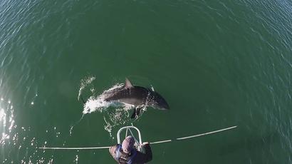 At Harvard, shark researcher documents surge of great whites off