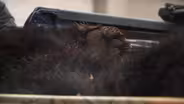 Animal rights groups decry extension of bear hunt
