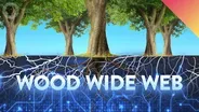 Why do Trees Talk to Each Other?
