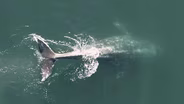 Concrete Canoe Races, Rodeo Photographer, Oregon’s Gray Whales