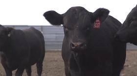 Video thumbnail: Virginia Farming Virginia Farming: Trends in Beef Cattle