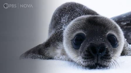 Video thumbnail: Antarctic Extremes How Antarctica’s Cutest Baby Seals Grow Up