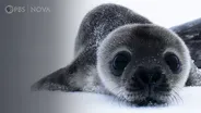 How Antarctica’s Cutest Baby Seals Grow Up