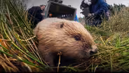 Beaver Fever | WILD HOPE