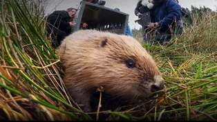 Beaver Fever | WILD HOPE