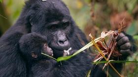 Video thumbnail: Arizona PBS Previews Animal Babies : First Year on Earth : 101