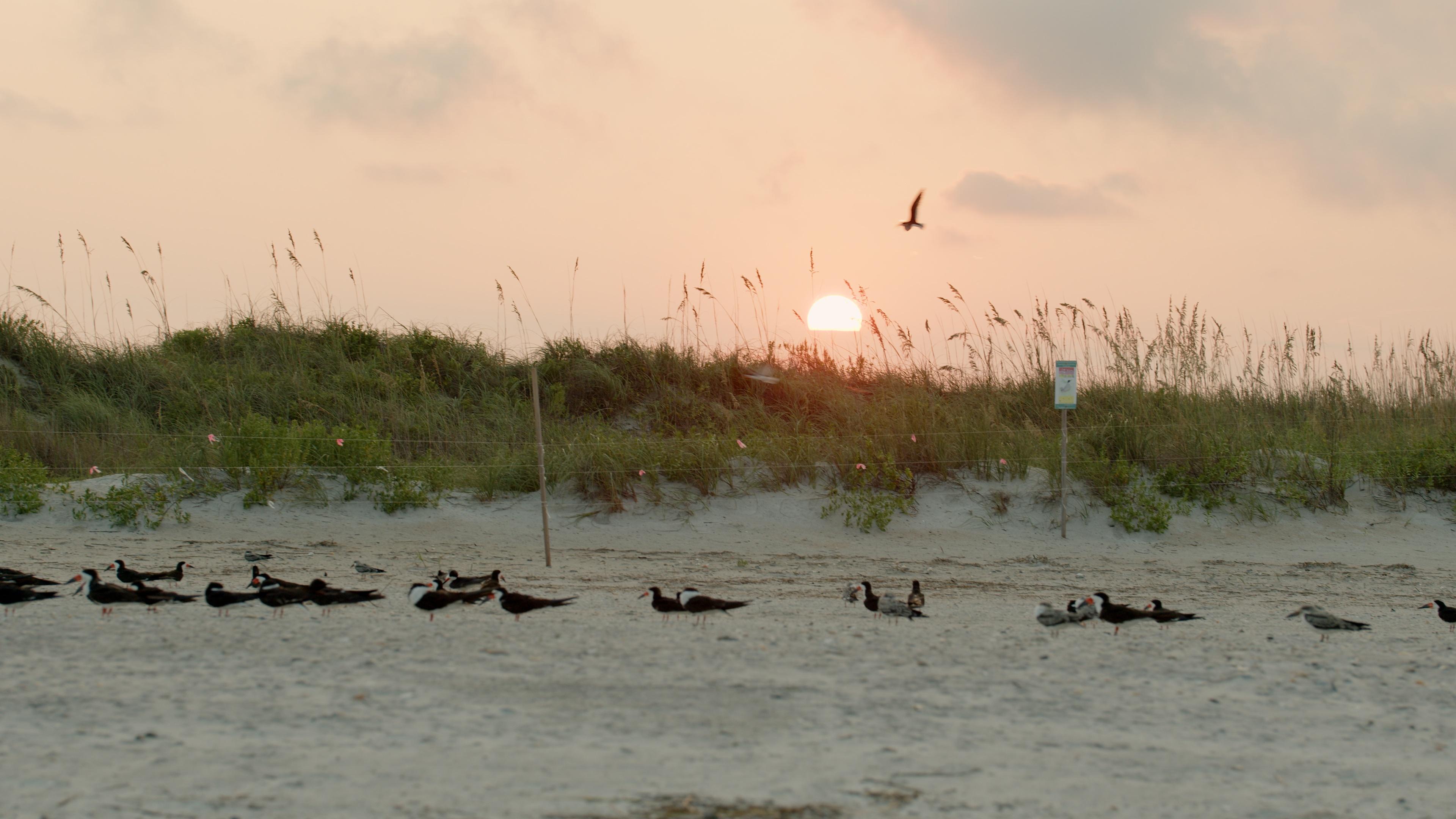 Shorebirds on beach sand in front of a grassy dune at sunset.
