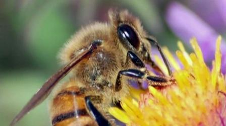 Video thumbnail: Earth Focus Killing Bees: Are Government & Industry Responsible?