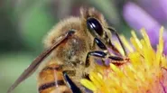 Killing Bees: Are Government & Industry Responsible?