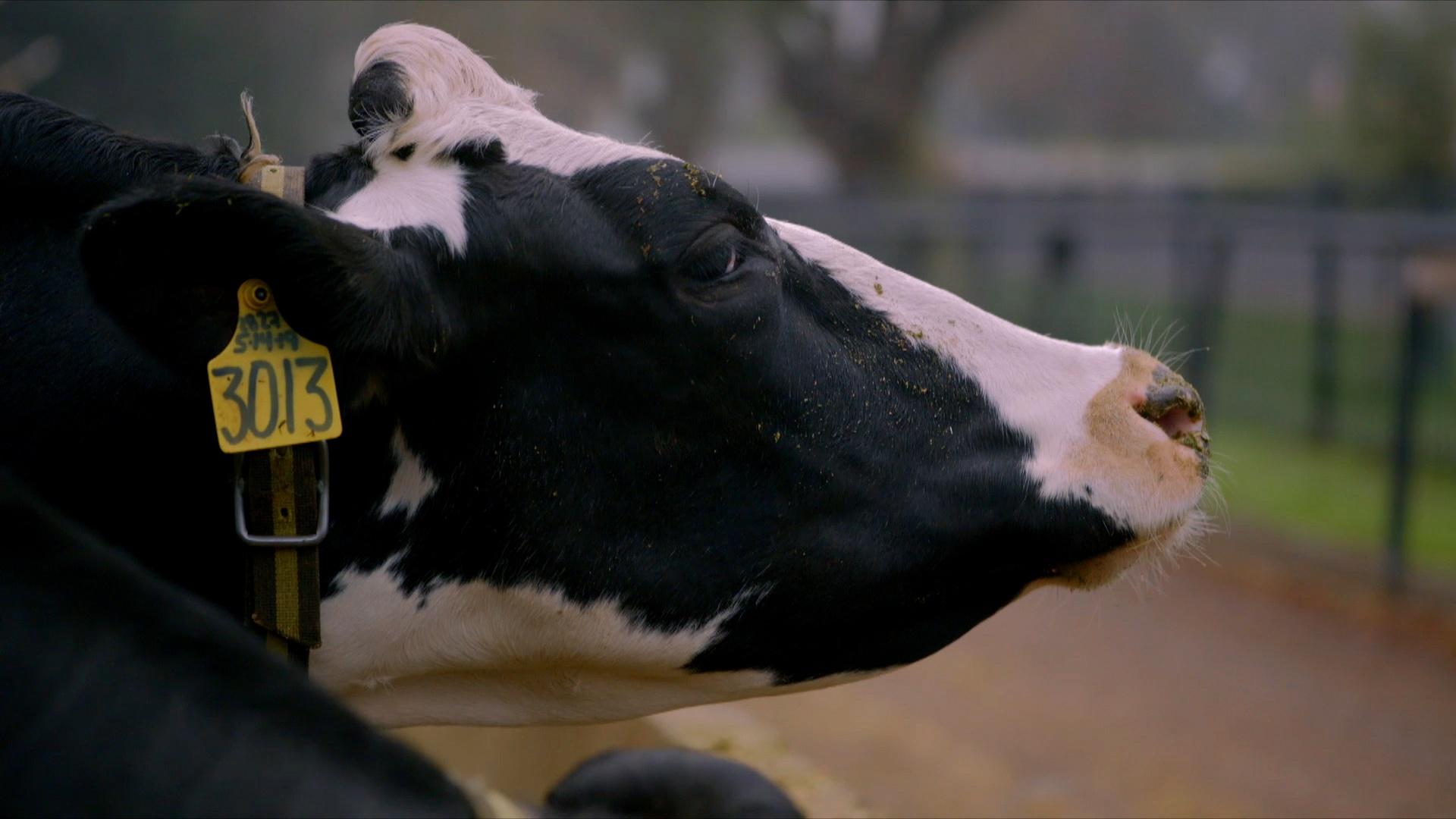 Cow burps are heating the planet, and one dairy farmer’s seaweed fix might help cool it down.