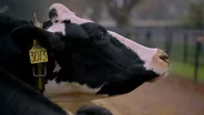 Fighting Cow Methane With Seaweed