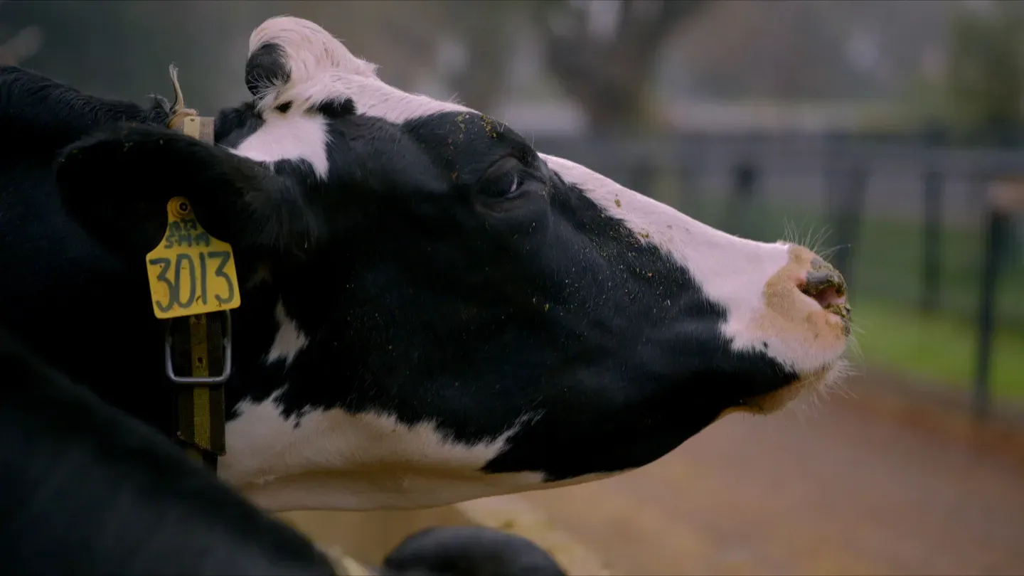 Fighting Cow Methane With Seaweed