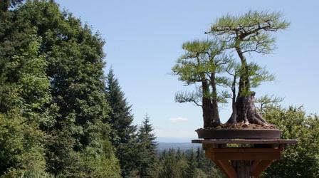 Video thumbnail: Oregon Field Guide Bonsai Mirai