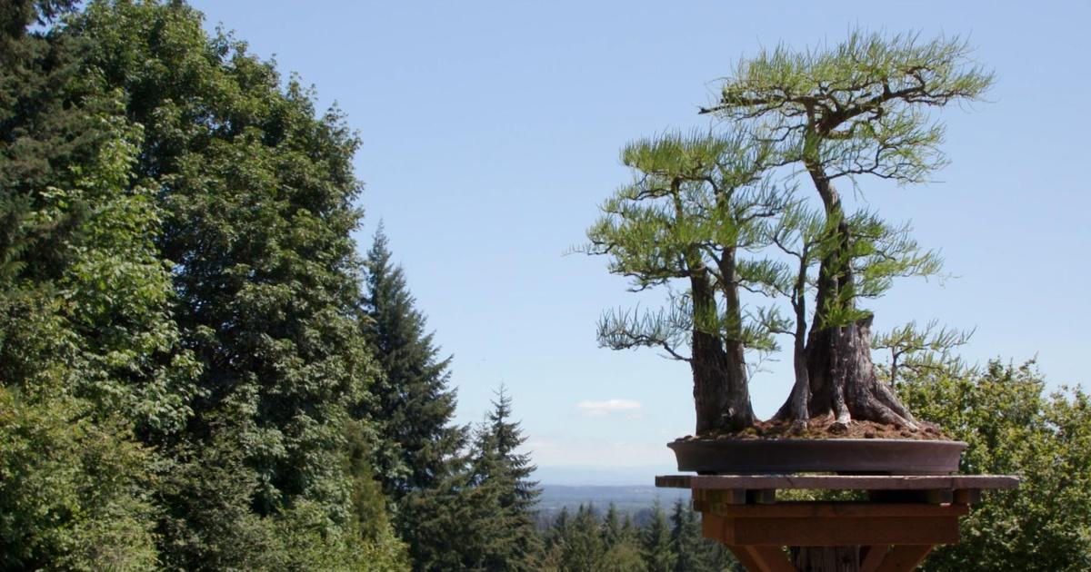 Oregon Field Guide Bonsai Mirai Season 34 Episode 7 OPB