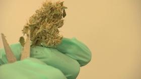 Video thumbnail: MetroFocus AGAINST POT LEGALIZATION
