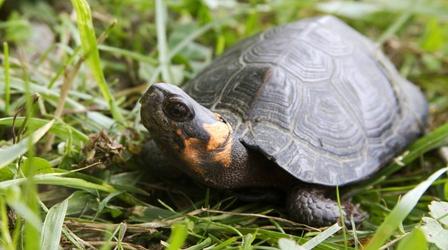 Video thumbnail: SCI NC Bog Turtles: Big Trouble for Our Smallest Turtle