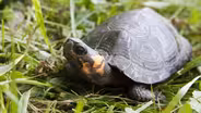 Bog Turtles: Big Trouble for Our Smallest Turtle