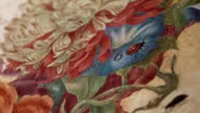Maria Sibylla's Encounter with the Natural World