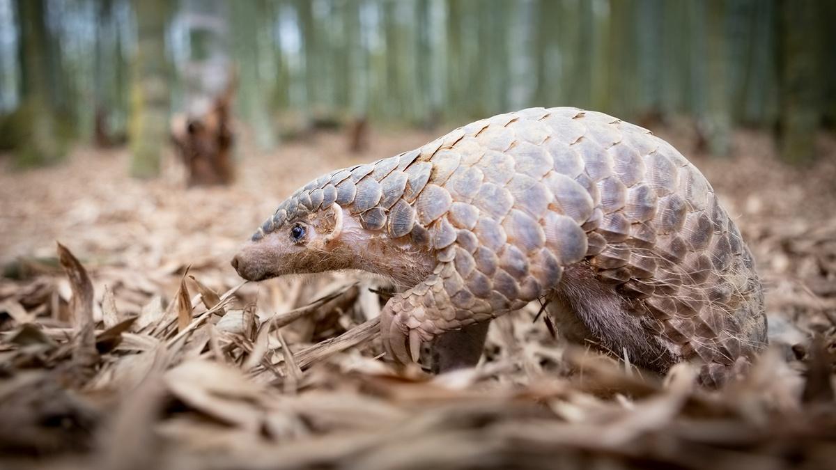 How Pangolins Mate (in Suits of Armor) | Nature | THIRTEEN - New York ...