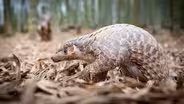 How Pangolins Mate (in Suits of Armor)
