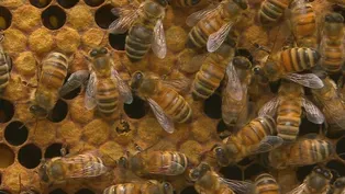 Keep Calm and... Tend to 20,000 Bees | Backyard Nature