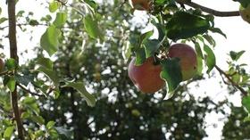 Video thumbnail: Our Wyoming Heritage Apples