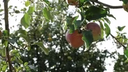 Heritage Apples