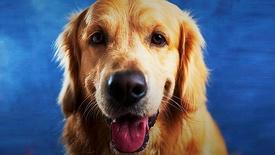 How Intelligent are Dogs, Really?: asset-mezzanine-16x9