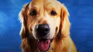 How Intelligent are Dogs, Really?