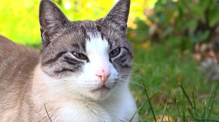 Video thumbnail: Untamed The Case for Indoor Cats
