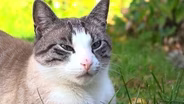 The Case for Indoor Cats
